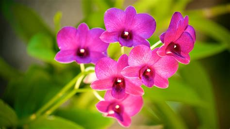 National Flower Indonesia | Best Flower Site