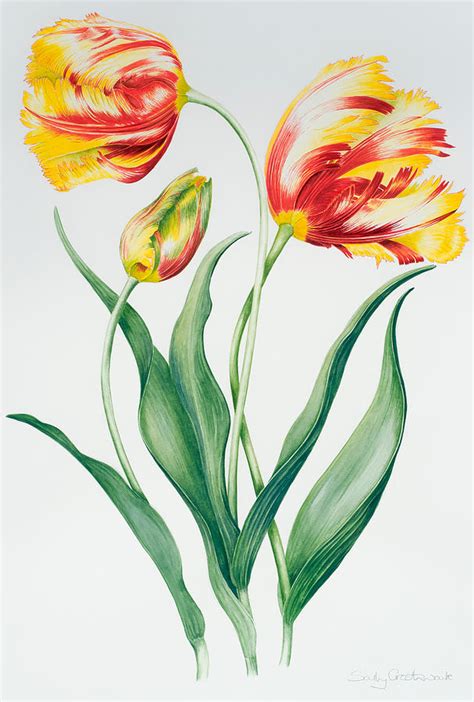 Red Yellow Parrot Tulip Group Painting By Sally Crosthwaite Fine Art