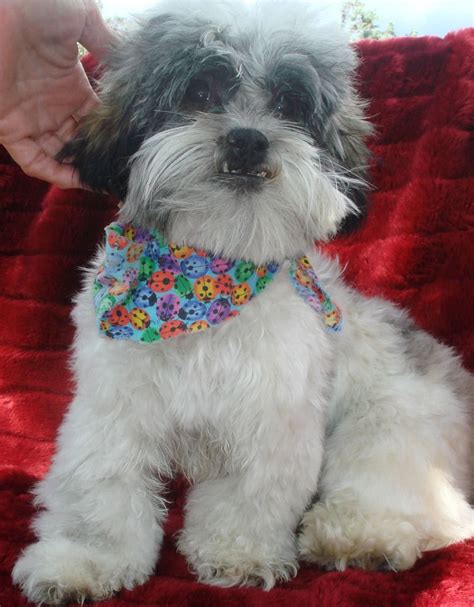 Adopt A Havanese Rescue