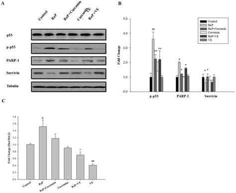 Effects Of Antioxidants On P53 P P53 Parp 1 Survivin And Download Scientific Diagram