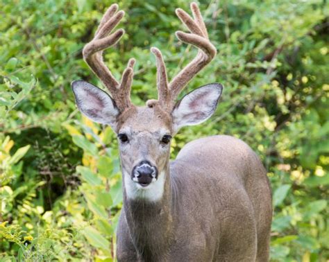 Buck Whitetail Deer Stock Photo By ©brm1949 1989359