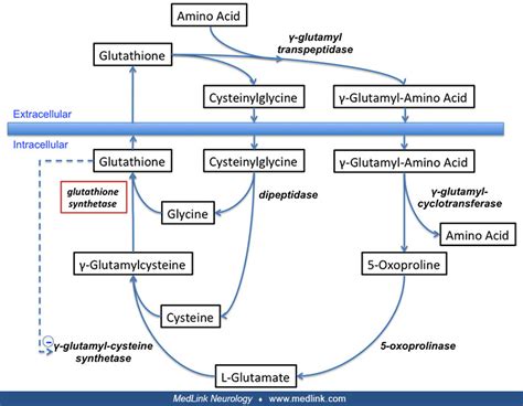 Gamma Glutamyl Cycle Meister Cycle Medlink Neurology