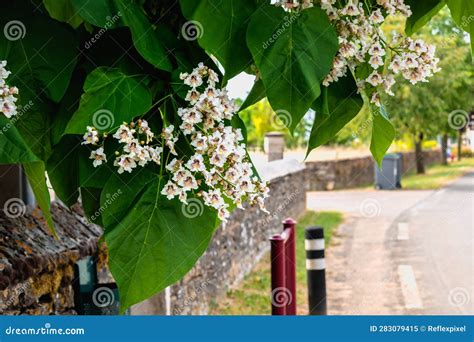 Catalpa Tree With Flowers And Leaves Catalpa Bignonioides Catalpa