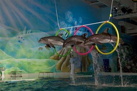 Swim with Dolphins at Dubai Dolphinarium - FlashyDubai.com