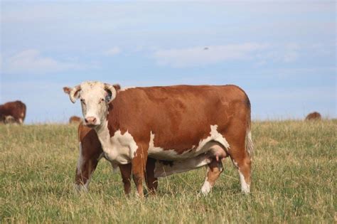 If You Are Considering Having Cattle On Your Homestead See Our