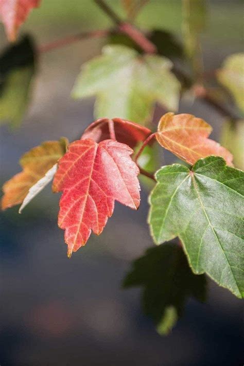 Rbol De Arce Rojo Acer Rufacer Rubrum Plantas Vivas Hermoso Follaje