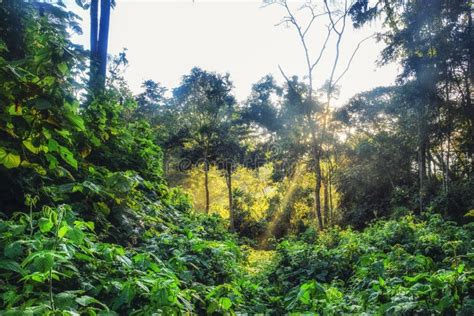 Selva Tropical Tropical Del Parque Nacional De Nyungwe Rwanda Foto De