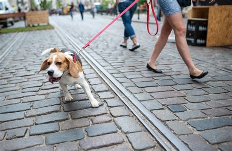 Podatek od psa w 2023 roku znacznie wzrośnie Jest nowa stawka