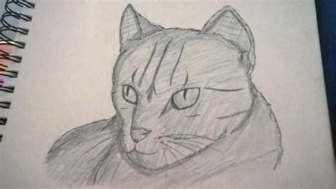 Realistic Cat Drawing by ProjectN1-19 on DeviantArt