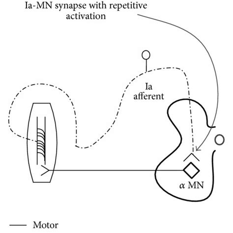 Functional Reorganization Of Homosynaptic Depression After Locomotor Download Scientific