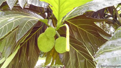 Breadfruit Fruta Del Pan The Panama Adventure