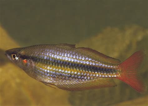 Coburg Aquarium Shop Live Fish Western Rainbowfish Kambalgie Ck