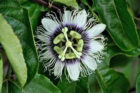 Passion Flower Wallpapers Wallpaper Cave