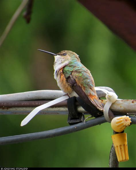 Female Rufous Hummingbird Selasphorus Rufus Flickr