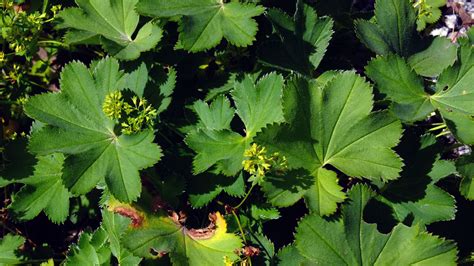 Alchemilla Filicaulis Rosaceae Image At Phytoimages Siu Edu