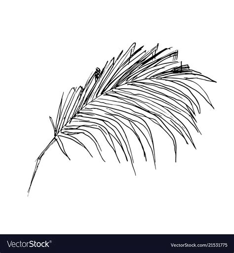 Outline Picture Of Coconut Tree Coconut Tree Icon Doodle Hand Drawn