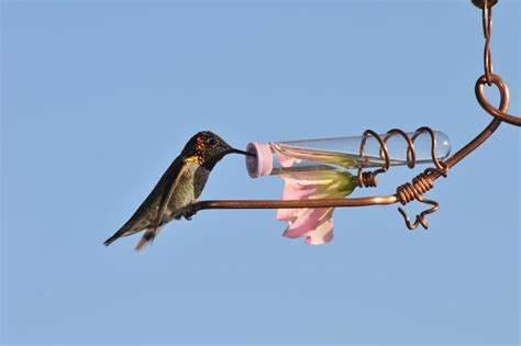 Hummingbird Feeder Recipe – Sweet B&B Feeders