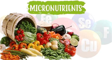 Micronutrients Why Are They Important