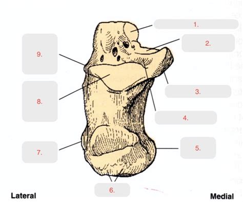 Procedures Ii Exam Flashcards Quizlet