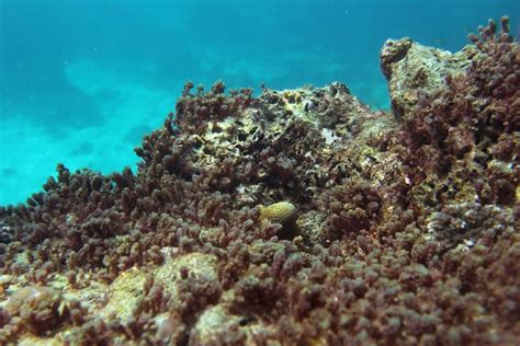 Free picture: underwater, coral, reef, fish, sea, ocean, ecosystem