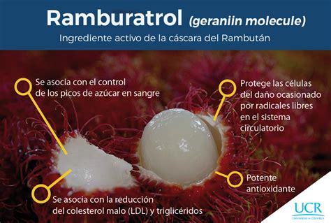 J Venes Lanzan Al Mercado Un Producto Antioxidante A Base De C Scara De