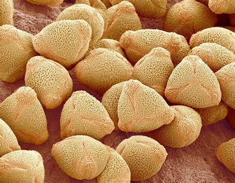 Camellia Pollen Sem Stock Image C Science Photo Library