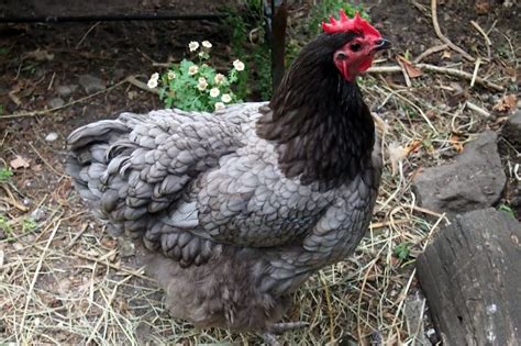 Blue Australorp chickens are great dual purpose hens | Best Farm Animals