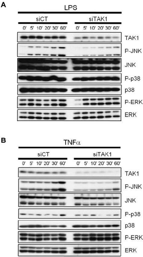 Effect Of Tak1 Gene Silencing On Lps And Tnf Induced Mapk Signaling In