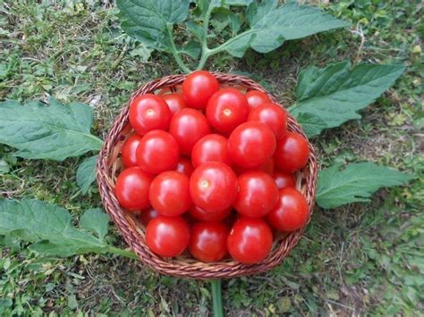 Mexikanische Honigtomate Süßeste teuerste Tomate der Welt Sämerei