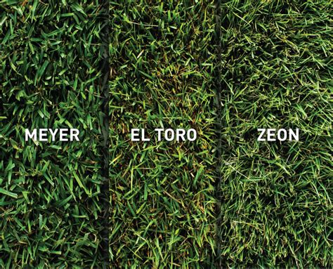 Meyer Zoysia Sod Sod Solutions Ph