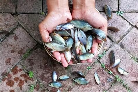 Anak Ikan Marak Diperdagangkan Di HST Padahal Pelaku Bisa Dihukum