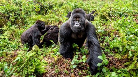 6 Days Luxury Gorilla Safari Rwanda Volcanoes Park 2024 2025