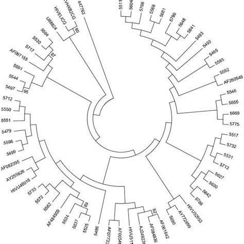 Phylogenetic Relationships Of The In Hiv 1c Sequences 4 Digit