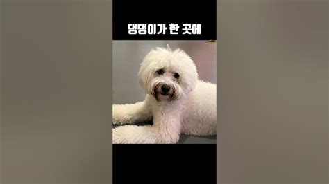 강아지 좋아하는 막내 덕분에 또또또 간곳 ️🥹음료주문하면 시간제한 없이 강아지들🐕🐕 실컷 볼 수 있다👍우 시흥맛집 시흥데이트