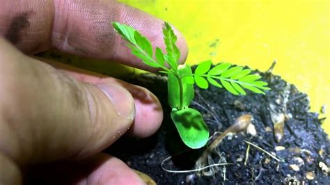 Locust Seedling Update Youtube