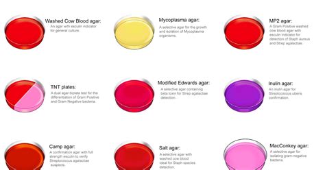 Microbiology New Discoveries Culture Media And Its Types Used Un Microbiology Lab