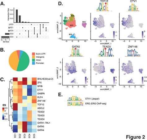 Figure From Single Cell Omic Profiles Of Human Aortic Endothelial