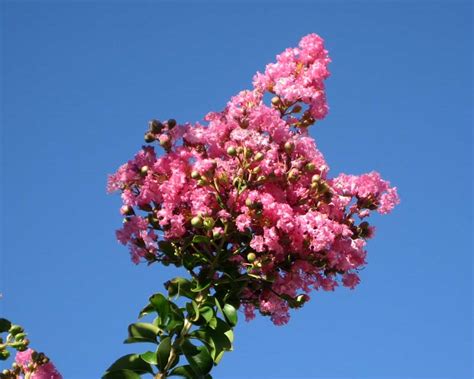 Gardensonline Lagerstroemia Indica X Fauriei Sioux