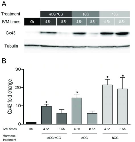 Regulation Of Cx Protein Level By Gonadotropins In Coc During Ivm A