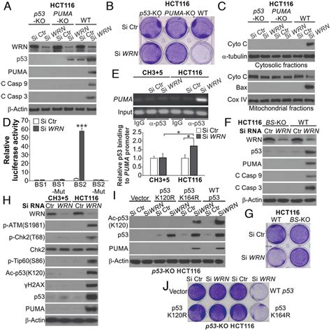 P53 And Puma Are Required For Apoptosis Induced By Wrn Kd In Msi Crc