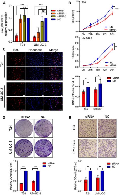 Circ 0006332 Promotes Growth And Progression Of Bladder Cancer By