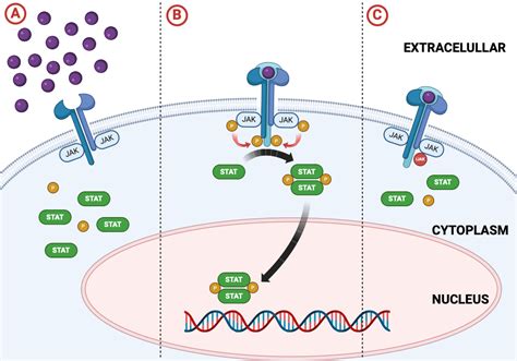 Schematic Representation Of The Canonical Jak Stat Signaling Pathway Biorender Science Templates