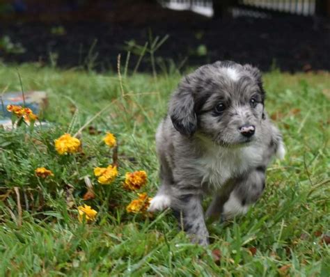 Aussiedoodle Puppies For Sale | Greenfield Puppies