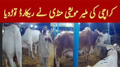 Malir Cow Mandi Latest Update Cattle Market 2023 YouTube