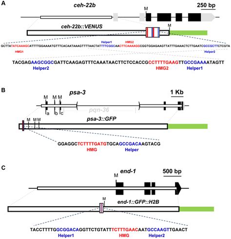 Schematics Of The Ceh Psa And End Loci For Each Locus Black