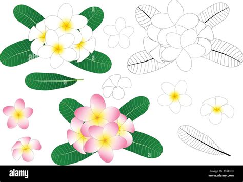 Plumeria is the national flower of nicaragua Cut Out Stock Images ...