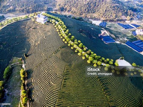 Aerial View Of Tea Plantation In China Asia Stock Photo - Download ...