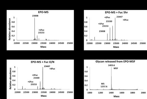 Mass Spectrometry Analysis Of Fut Catalyzed Fucosylation Of Epo M A