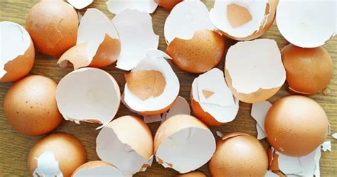 15 Genius Ways To Use Eggshells They Will Change Your Home And Garden