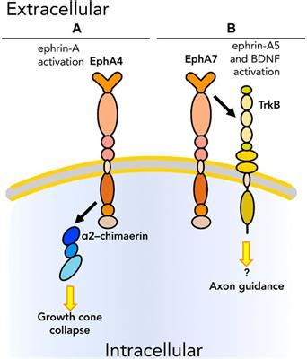 Frontiers Eph Ephrin Based Protein Complexes The Importance Of Cis